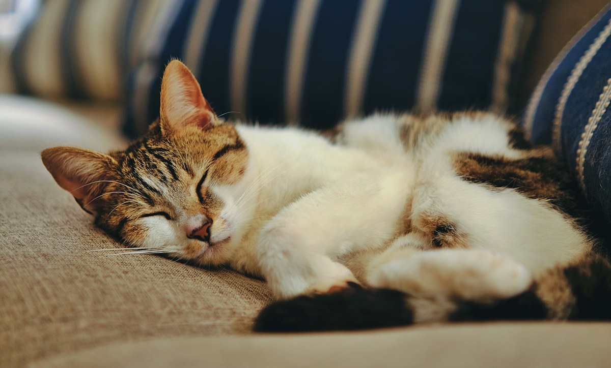 A cat resting peacefully at home on a sofa