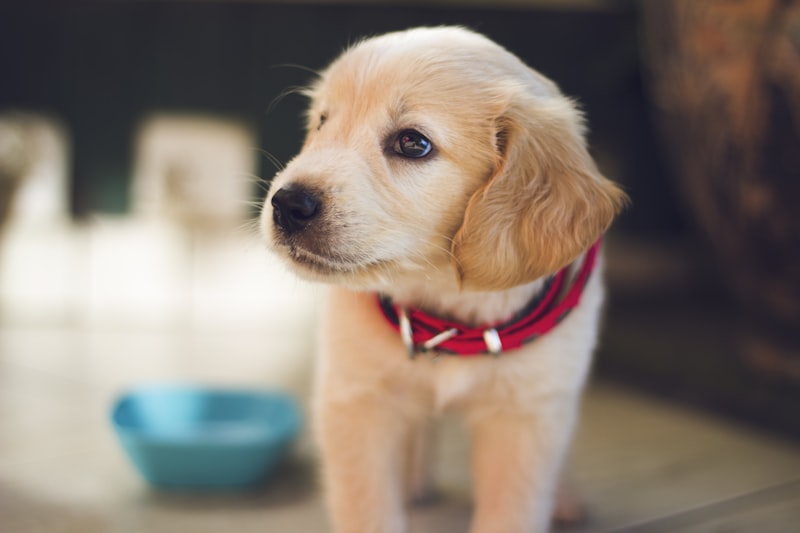 A dog at home, illustrating an assistance-animal housing request.