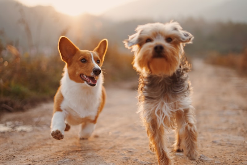 Two dogs walking outdoors.